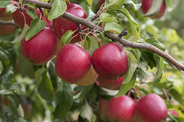 616060 - Orchard apple (Malus x domestica 'Rewena')