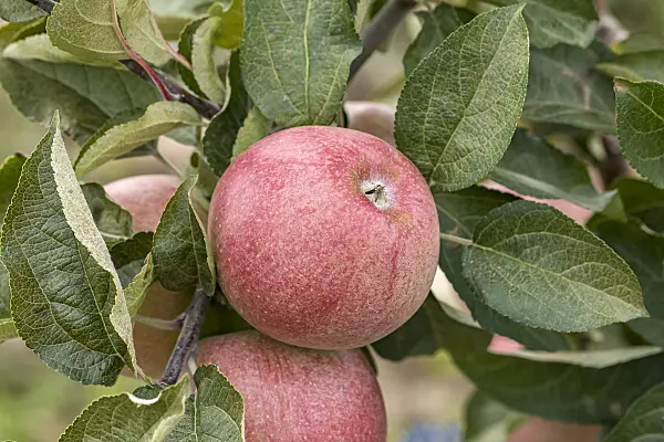 635104 - Orchard apple (Malus x domestica 'Rheinischer Bohnapfel')