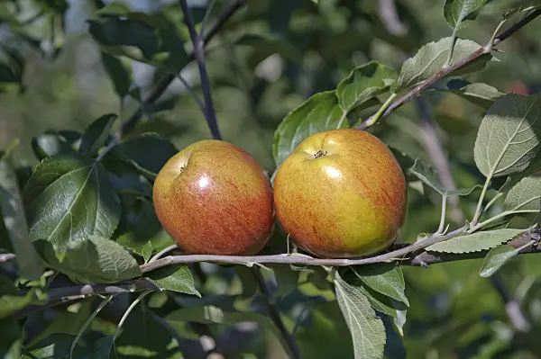 517330 - Orchard apple (Malus x domestica 'Rheinischer Krummstiel')