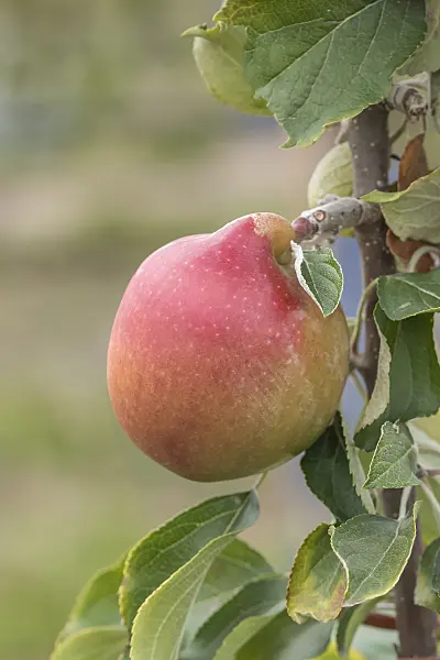635105 - Orchard apple (Malus x domestica 'Rheinischer Krummstiel')