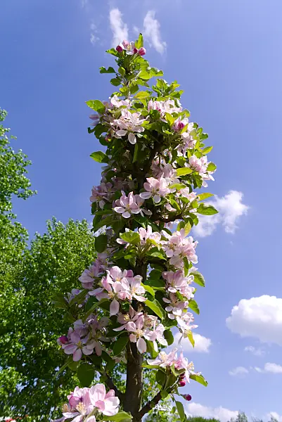 672075 - Orchard apple (Malus x domestica 'Rondo')