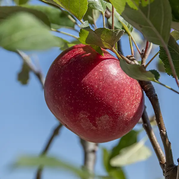 616062 - Orchard apple (Malus x domestica 'Rosette')