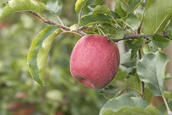 635106 - Orchard apple (Malus x domestica 'Rosy Glow')