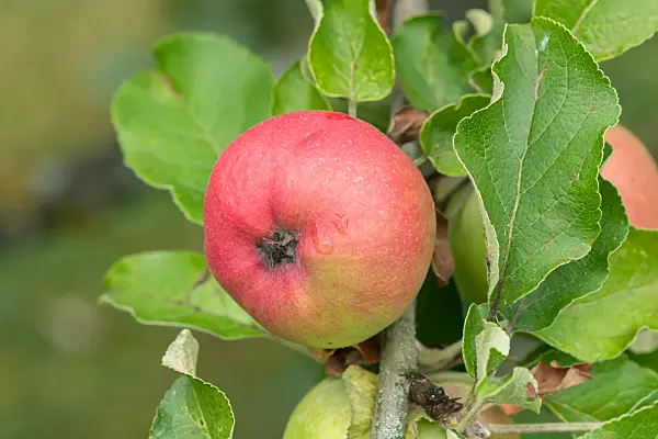 664258 - Orchard apple (Malus x domestica 'Roter Berlepsch')