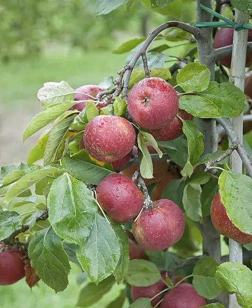 502286 - Orchard apple (Malus x domestica 'Roter Boskoop')