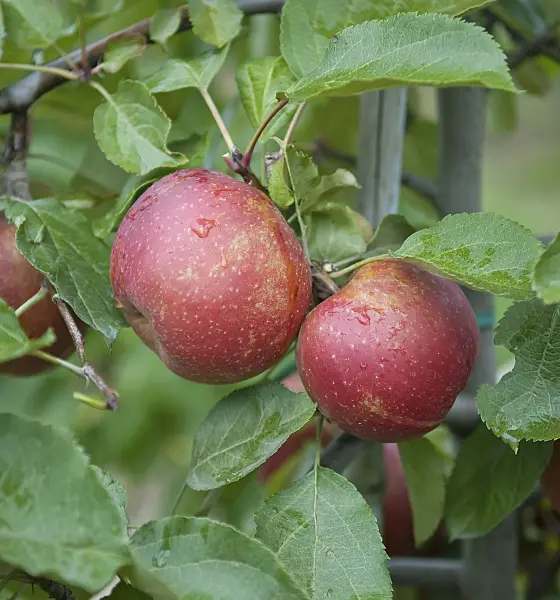 502287 - Orchard apple (Malus x domestica 'Roter Boskoop')