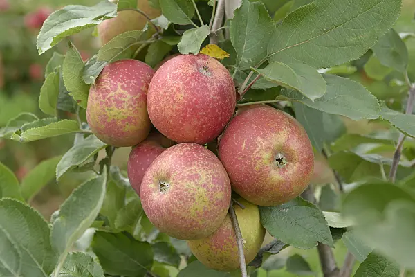 547199 - Orchard apple (Malus x domestica 'Roter Boskoop')