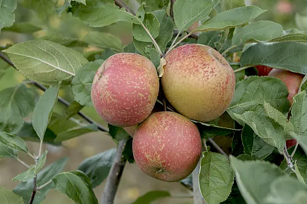 547200 - Orchard apple (Malus x domestica 'Roter Boskoop')