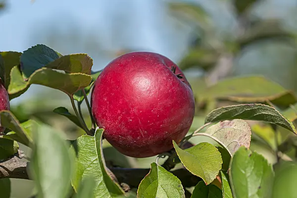 675246 - Orchard apple (Malus x domestica 'Roter Fuchs')