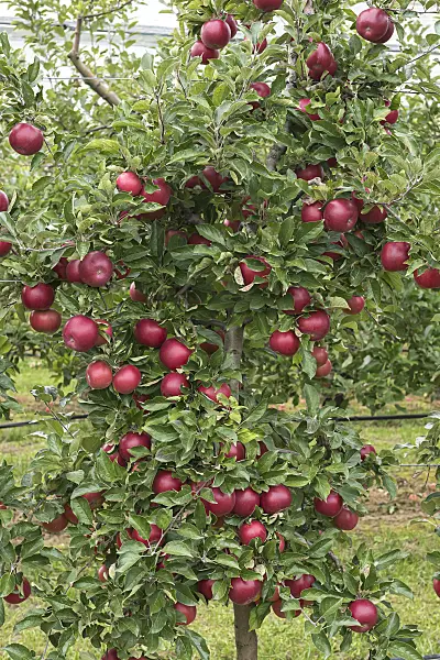 616063 - Orchard apple (Malus x domestica 'Roter Idared')