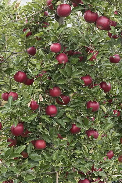 616064 - Orchard apple (Malus x domestica 'Roter Idared')