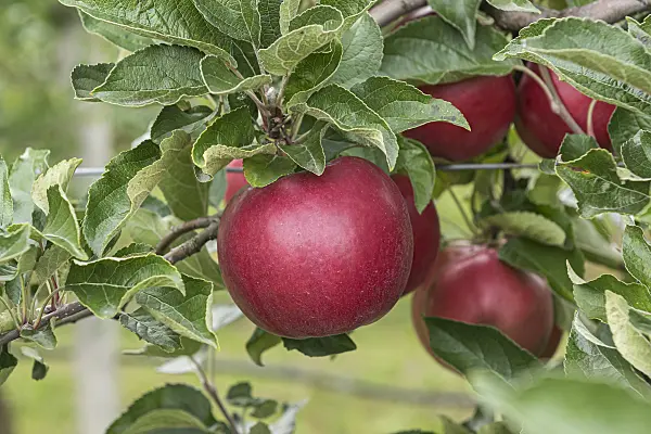 616065 - Orchard apple (Malus x domestica 'Roter Idared')