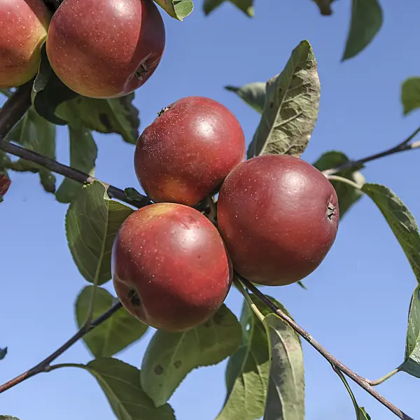 575155 - Orchard apple (Malus x domestica 'Roter Trierer Weinapfel')
