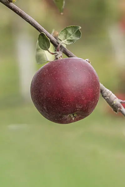 635107 - Orchard apple (Malus x domestica 'Roter Trierer Weinapfel')