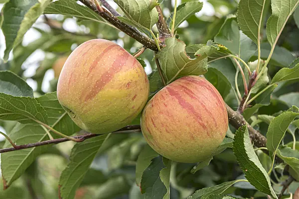 635129 - Orchard apple (Malus x domestica 'Rubinette')