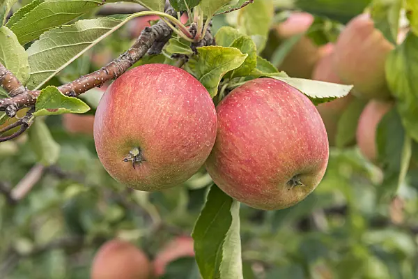 635130 - Orchard apple (Malus x domestica 'Rubinette Rosso')