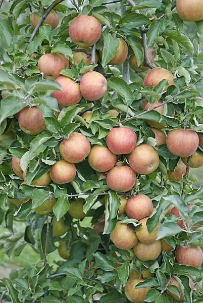 502288 - Orchard apple (Malus x domestica 'Rubinstar')