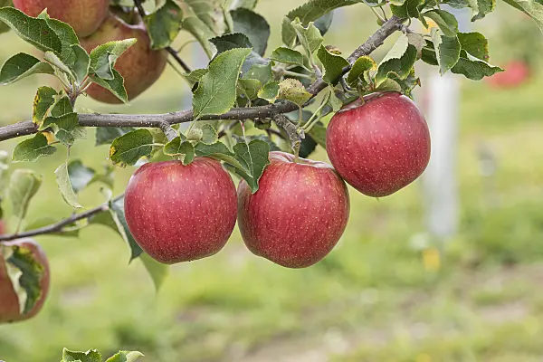616066 - Orchard apple (Malus x domestica 'Rubinstar')