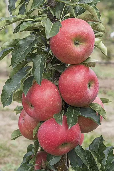 635108 - Orchard apple (Malus x domestica 'Rumba')