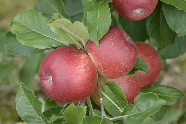 547201 - Orchard apple (Malus x domestica 'Santana')