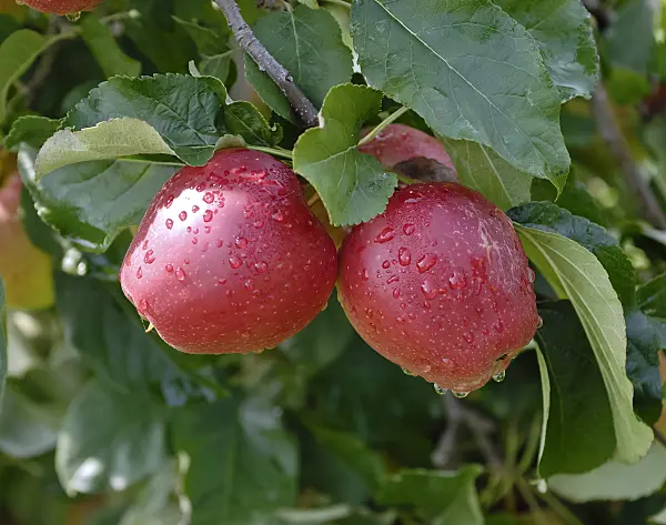 471428 - Orchard apple (Malus x domestica 'Saturn')