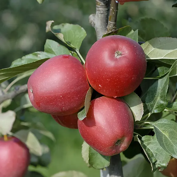 471429 - Orchard apple (Malus x domestica 'Saturn')