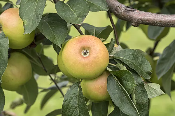 625273 - Orchard apple (Malus x domestica 'Schneiderapfel')