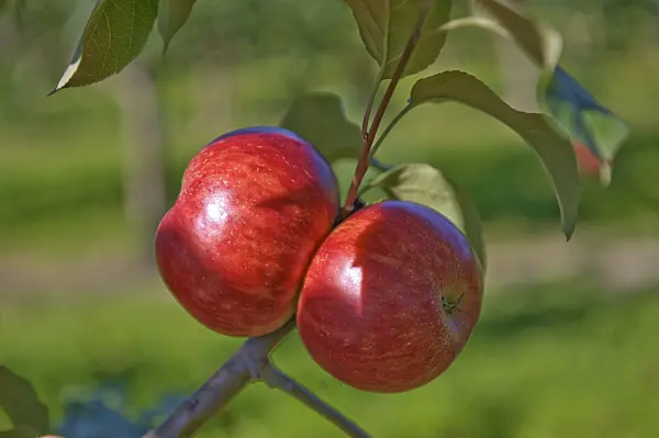 517331 - Orchard apple (Malus x domestica 'Schöner aus Herrnhut')