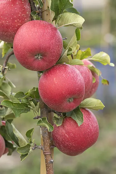 635109 - Orchard apple (Malus x domestica 'Shampion')