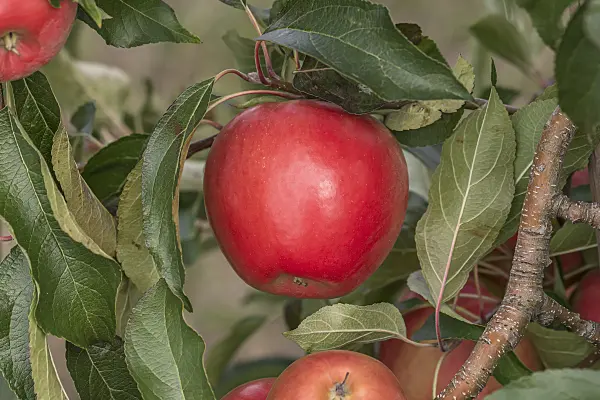 635110 - Orchard apple (Malus x domestica 'Sinfonia')