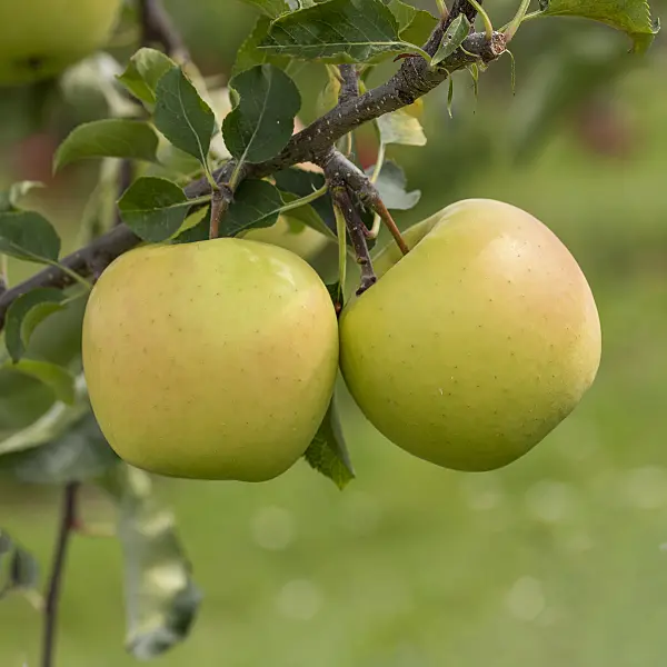 616067 - Orchard apple (Malus x domestica 'Sirius')