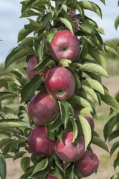 635112 - Orchard apple (Malus x domestica 'Skyline Scooter')