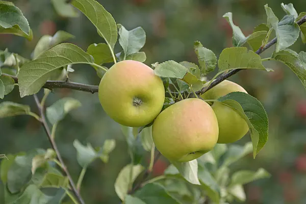 547202 - Orchard apple (Malus x domestica 'Solaris')