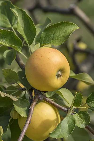635113 - Orchard apple (Malus x domestica 'Solaris')