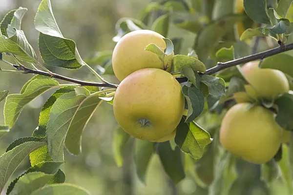635117 - Orchard apple (Malus x domestica 'Solaris')