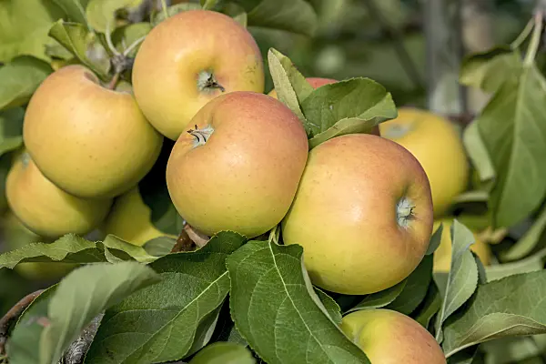 635118 - Orchard apple (Malus x domestica 'Solaris')
