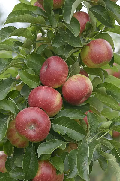 547203 - Orchard apple (Malus x domestica 'Sonate')