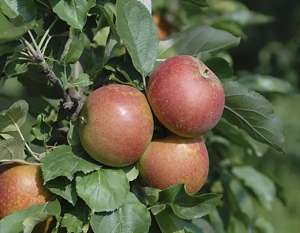 471431 - Orchard apple (Malus x domestica 'Spurkoop')