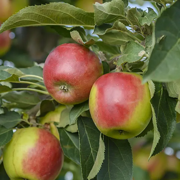 558166 - Orchard apple (Malus x domestica 'Suncats')