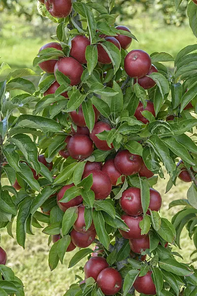 575158 - Orchard apple (Malus x domestica 'Sunlight')