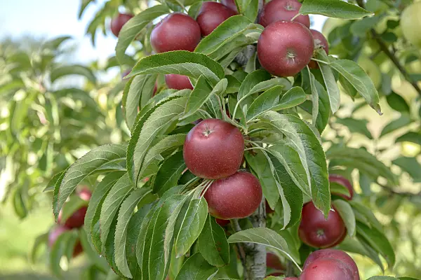 575159 - Orchard apple (Malus x domestica 'Sunlight')