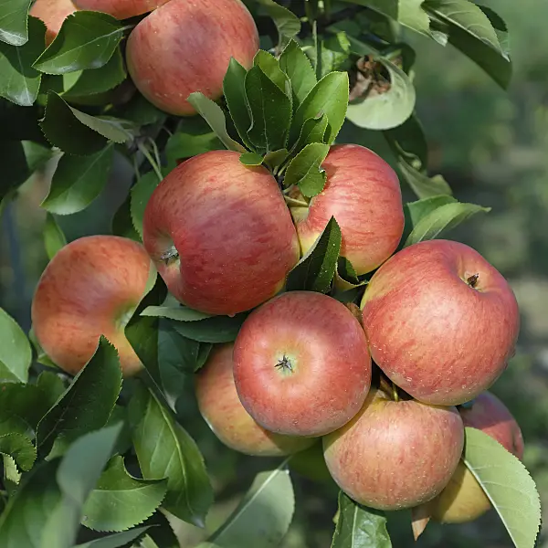 471432 - Orchard apple (Malus x domestica 'Topaz')