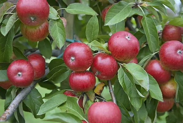 490099 - Orchard apple (Malus x domestica 'Topaz')