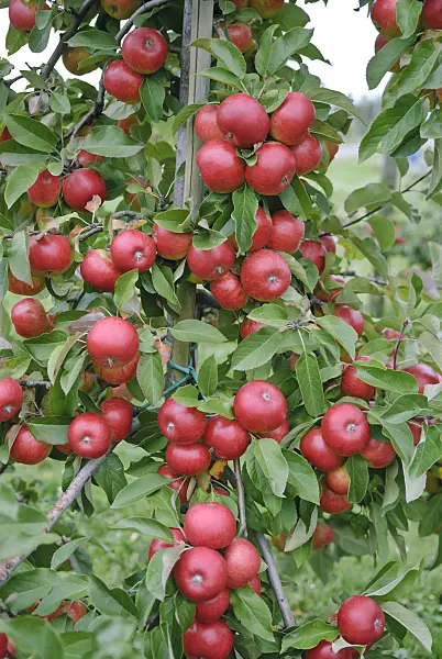517332 - Orchard apple (Malus x domestica 'Topaz')