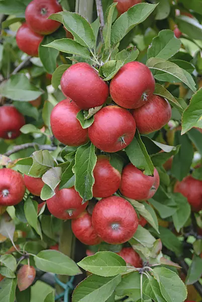 517333 - Orchard apple (Malus x domestica 'Topaz')