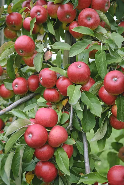 517334 - Orchard apple (Malus x domestica 'Topaz')