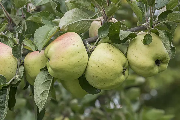 616068 - Orchard apple (Malus x domestica 'Weisser Winterkalvill')