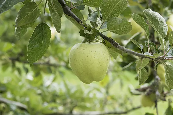 616069 - Orchard apple (Malus x domestica 'Weisser Winterkalvill')