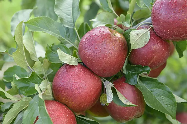 558169 - Orchard apple (Malus x domestica 'Wellant')