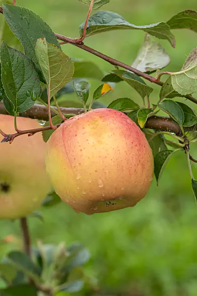 675251 - Orchard apple (Malus x domestica 'Winterbananenapfel')